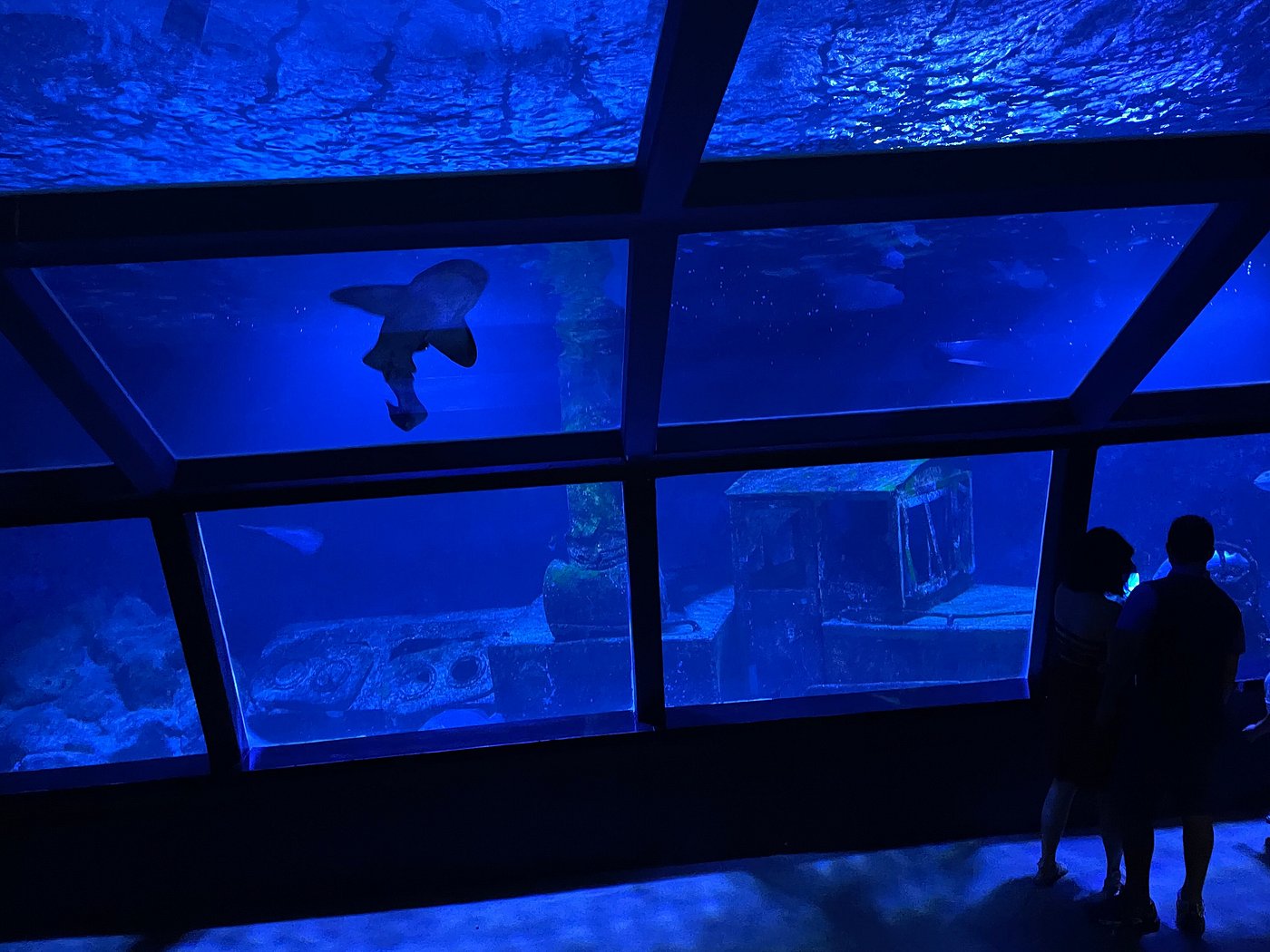 Aquarium Saint-Gilles — Aquarium et lagon